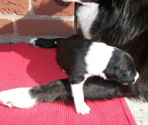 300Welpen 2 Wochen 114.jpg